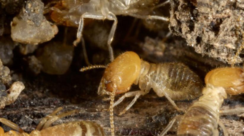 STANDARDS PRE-CONSTRUCTION STANDARDS REVISED FOR TERMITE MANAGEMENT